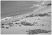 Pinnipeds hauled out on  beach, Point Bennet, San Miguel Island. Channel Islands National Park, California, USA. (black and white)