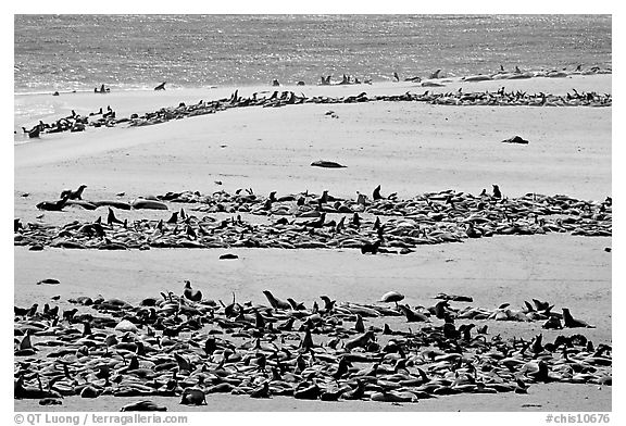 California sea lions and northern fur seals on  beach, Point Bennet, San Miguel Island. Channel Islands National Park, California, USA.