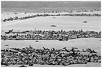 California sea lions and northern fur seals on  beach, Point Bennet, San Miguel Island. Channel Islands National Park ( black and white)