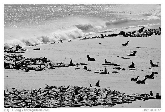 Sea lions and seals hauled out on beach, Point Bennett, San Miguel Island. Channel Islands National Park (black and white)