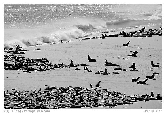 Sea lions and seals hauled out on beach, Point Bennett, San Miguel Island. Channel Islands National Park, California, USA.