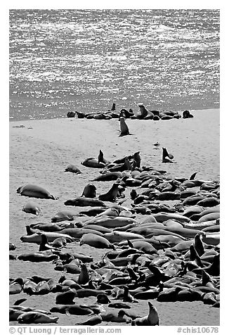 Northern fur Seal and California sea lion rookery, Point Bennet, San Miguel Island. Channel Islands National Park, California, USA.