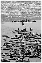 Northern fur Seal and California sea lion rookery, Point Bennet, San Miguel Island. Channel Islands National Park, California, USA. (black and white)
