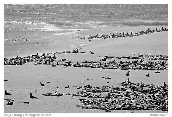 Beach with a large number of sea lions and seals, Point Bennett, San Miguel Island. Channel Islands National Park, California, USA.