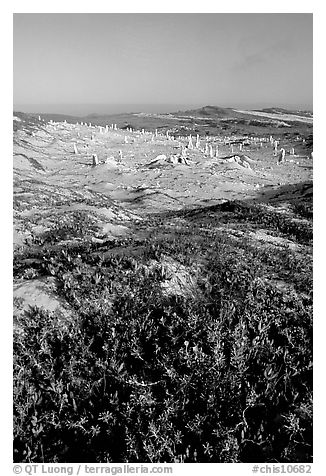 Flowers and caliche stumps, early morning, San Miguel Island. Channel Islands National Park (black and white)