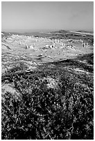 Flowers and caliche stumps, early morning, San Miguel Island. Channel Islands National Park ( black and white)