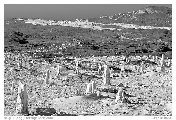 Ghost forest formed by caliche sand castings of plant roots and trunks, San Miguel Island. Channel Islands National Park (black and white)