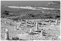 Ghost forest formed by caliche sand castings of plant roots and trunks, San Miguel Island. Channel Islands National Park, California, USA. (black and white)