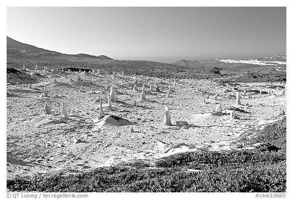 Stone castings of ancient trees, San Miguel Island. Channel Islands National Park, California, USA.