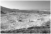 Stone castings of ancient trees, San Miguel Island. Channel Islands National Park, California, USA. (black and white)