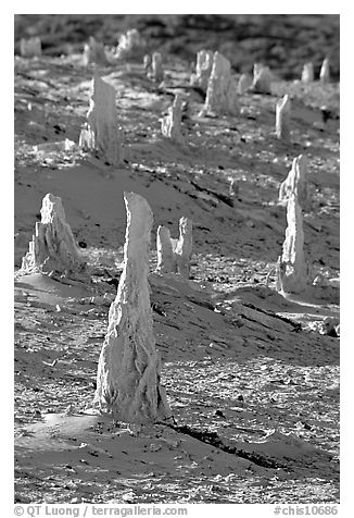 Mineral sand castings of petrified trees, San Miguel Island. Channel Islands National Park, California, USA.