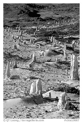 Ghost forest of caliche sand castings , San Miguel Island. Channel Islands National Park (black and white)