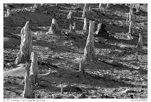 Petrified stumps of caliche, San Miguel Island. Channel Islands National Park, California, USA.