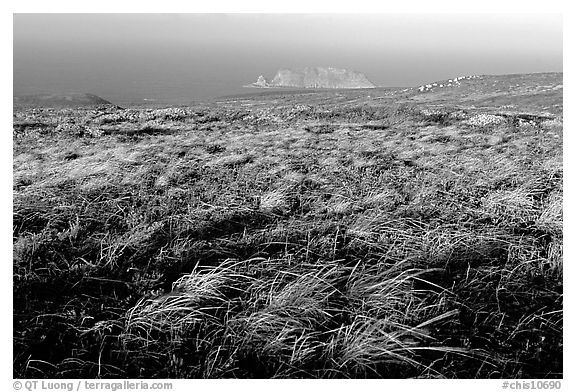 Grasses and Prince Island, San Miguel Island. Channel Islands National Park (black and white)