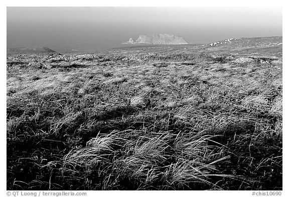 Grasses and Prince Island, San Miguel Island. Channel Islands National Park, California, USA.