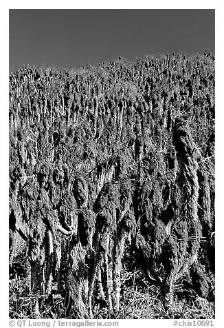 Hillside with giant coreopsis stumps, San Miguel Island. Channel Islands National Park, California, USA.