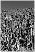 Hillside with giant coreopsis stumps, San Miguel Island. Channel Islands National Park ( black and white)