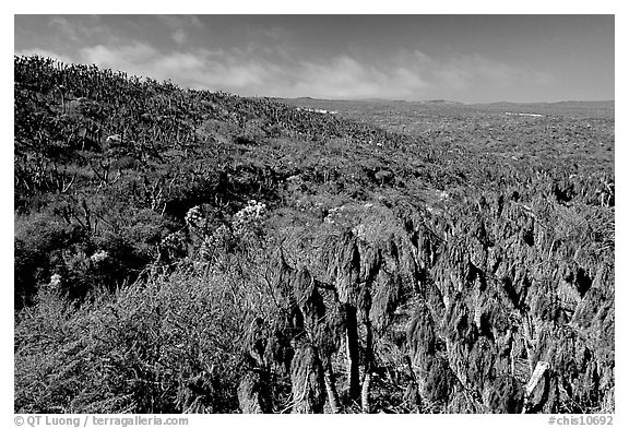 Giant Coreopsis stumps , San Miguel Island. Channel Islands National Park, California, USA.