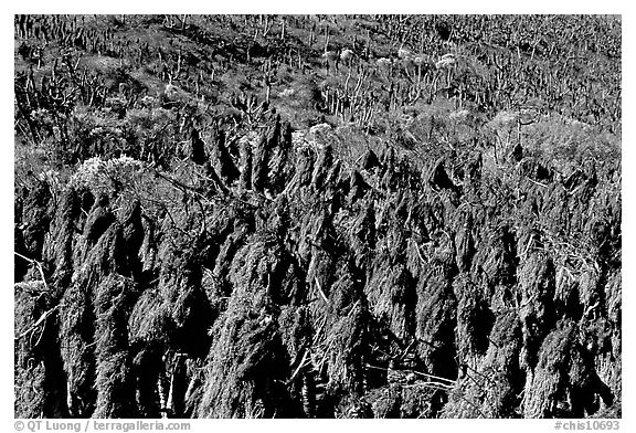 Dried giant coreopsis, San Miguel Island. Channel Islands National Park, California, USA.