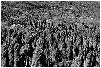 Dried giant coreopsis, San Miguel Island. Channel Islands National Park, California, USA. (black and white)