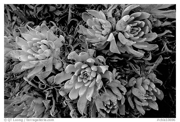 Live Forever (Dudleya) plants, San Miguel Island. Channel Islands National Park (black and white)