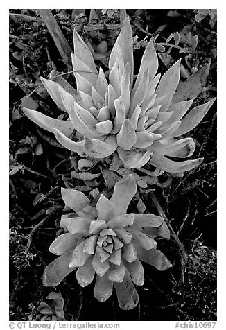 Live forever (Dudleya) plants, San Miguel Island. Channel Islands National Park, California, USA.
