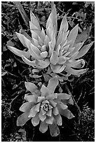 Live forever (Dudleya) plants, San Miguel Island. Channel Islands National Park, California, USA. (black and white)