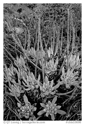 Sand Lettuce (Dudleya caespitosa) plants, San Miguel Island. Channel Islands National Park, California, USA.