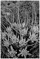 Sand Lettuce (Dudleya caespitosa) plants, San Miguel Island. Channel Islands National Park, California, USA. (black and white)