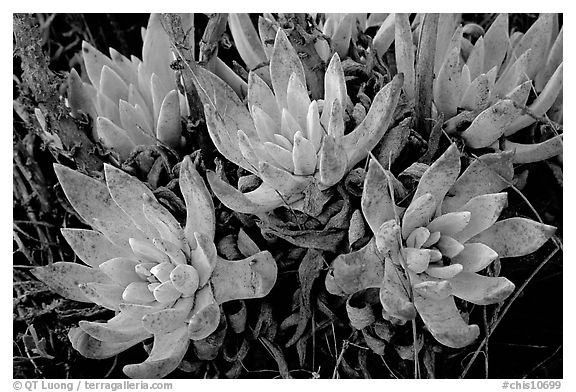 Sand Lettuce stonecrop plant, San Miguel Island. Channel Islands National Park, California, USA.