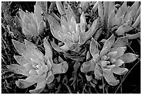 Sand Lettuce stonecrop plant, San Miguel Island. Channel Islands National Park, California, USA. (black and white)