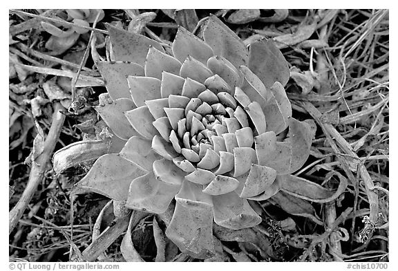 Dudleya succulent, San Miguel Island. Channel Islands National Park (black and white)