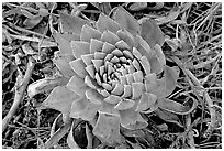 Dudleya succulent, San Miguel Island. Channel Islands National Park, California, USA. (black and white)