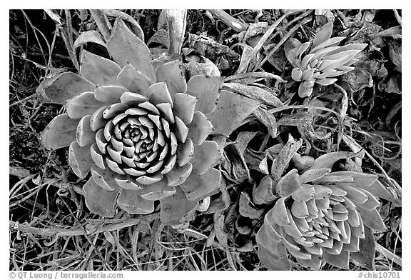 Stonecrop plants (Dudleya), San Miguel Island. Channel Islands National Park, California, USA.