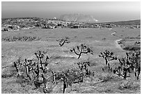 Campground, San Miguel Island. Channel Islands National Park, California, USA. (black and white)