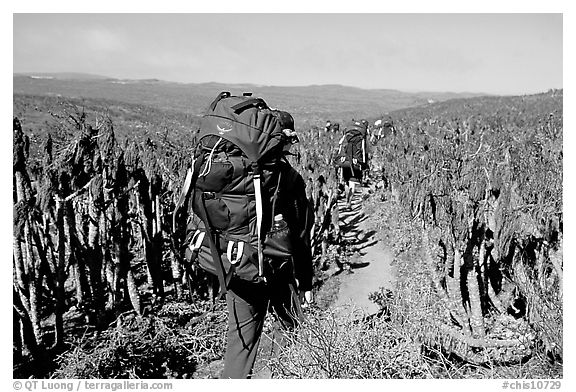 Backpackers amongst giant coreopsis stumps, San Miguel Island. Channel Islands National Park, California, USA.