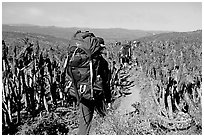 Backpackers amongst giant coreopsis stumps, San Miguel Island. Channel Islands National Park, California, USA. (black and white)