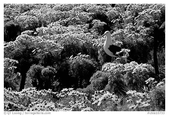 Western Seagull and Giant coreopsis in bloom, East Anacapa Island. Channel Islands National Park (black and white)