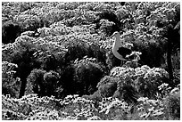 Western Seagull and Giant coreopsis in bloom, East Anacapa Island. Channel Islands National Park ( black and white)