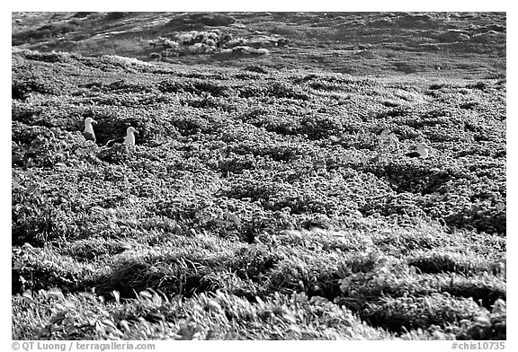 Seagulls and spring wildflowers, East Anacapa Island. Channel Islands National Park, California, USA.