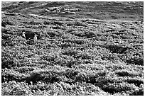 Seagulls and spring wildflowers, East Anacapa Island. Channel Islands National Park, California, USA. (black and white)