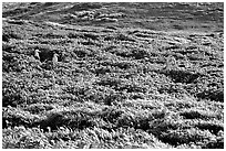 Seagulls and spring wildflowers, East Anacapa Island. Channel Islands National Park ( black and white)
