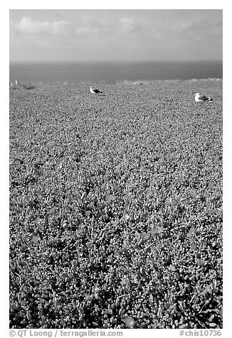 Iceplant flowers and seagulls, East Anacapa Island. Channel Islands National Park, California, USA.