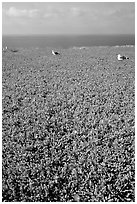 Iceplant flowers and seagulls, East Anacapa Island. Channel Islands National Park, California, USA. (black and white)