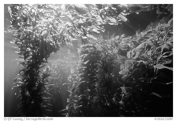 Kelp canopy beneath surface, Annacapa. Channel Islands National Park, California, USA.