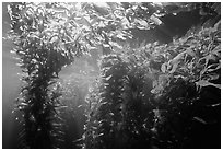 Kelp canopy beneath surface, Annacapa. Channel Islands National Park, California, USA. (black and white)