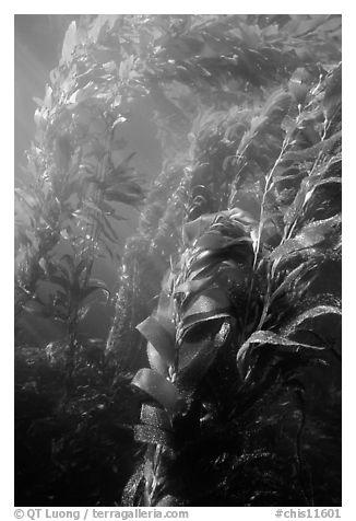 Underwater view of kelp canopy. Channel Islands National Park (black and white)
