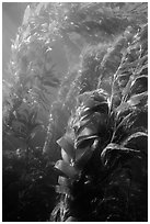 Underwater view of kelp canopy. Channel Islands National Park, California, USA. (black and white)