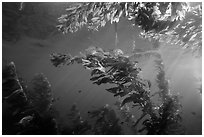 Kelp plants under ocean surface, Annacapa Marine reserve. Channel Islands National Park, California, USA. (black and white)
