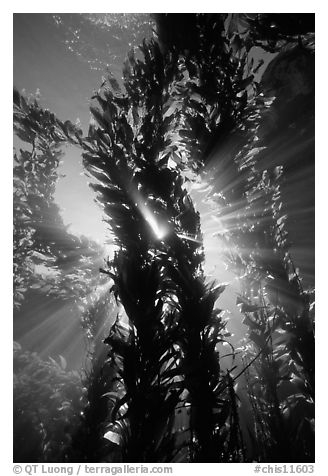 Kelp bed with sunrays,  Annacapa Marine reserve. Channel Islands National Park, California, USA.